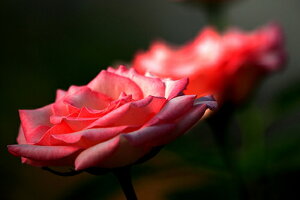 iʐ^ tHgJ[h  _   s@  i̎ʐ^ tHgOt@[ ʐ^uKNvuNC[GUxXvyH[zySIESTAz