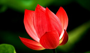 iʐ^ tHgJ[h  _   s@  i̎ʐ^ tHgOt@[ ʐ^u@vyH[zySIESTAz