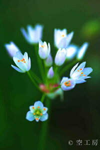 iʐ^ tHgJ[h  _   s@  i̎ʐ^ tHgOt@[ ʐ^uflowercolorvyH[zySIESTAz