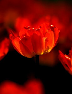 iʐ^ tHgJ[h  _   s@  i̎ʐ^ tHgOt@[ ʐ^u`[bv/eIWvyH[zySIESTAz