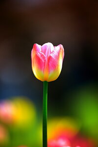 iʐ^ tHgJ[h  _   s@  i̎ʐ^ tHgOt@[ ʐ^u`[bv/_CiXeBvyH[zySIESTAz