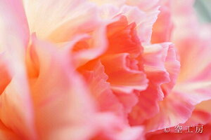 iʐ^ tHgJ[h  _   s@  i̎ʐ^ tHgOt@[ ʐ^uJ[l[VvyH[zySIESTAz