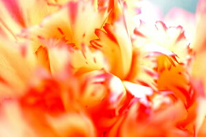 iʐ^ tHgJ[h  _   s@  i̎ʐ^ tHgOt@[ ʐ^uJ[l[VvyH[zySIESTAz