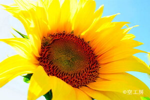 tHgJ[h  _   s@  C i̎ʐ^ tHgOt@[ ʐ^[z̉sunflower]yH[zySIESTAz