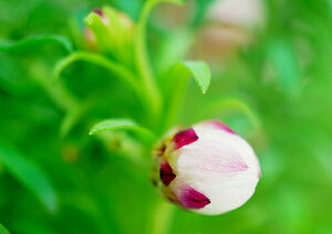 iʐ^ tHgJ[h  _   s@  i̎ʐ^ tHgOt@[ ʐ^u݂~̗diԂ񂴂jvyH[zySIESTAz