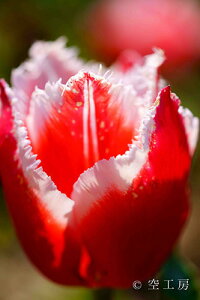 iʐ^ tHgJ[h  _   s@  i̎ʐ^ tHgOt@[ ʐ^u`[bv/JiX^vyH[zySIESTAz