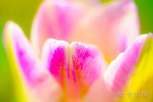 iʐ^ tHgJ[h  _   s@  i̎ʐ^ tHgOt@[ ʐ^ `[bvu炩ɁvyH[zySIESTAz