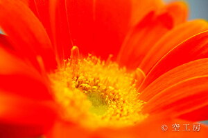 iʐ^ tHgJ[h  _   s@  i̎ʐ^ tHgOt@[ ʐ^uK[xvyH[zySIESTAz