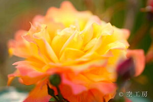 iʐ^ tHgJ[h  _   s@  i̎ʐ^ tHgOt@[ ʐ^uxr[ }eBJ(Baby Romantica)vyH[zySIESTAz