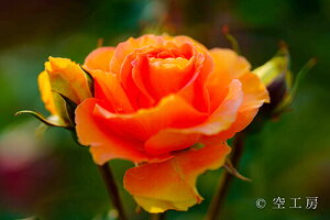 iʐ^ tHgJ[h  _   s@  i̎ʐ^ tHgOt@[ ʐ^uJ̉ԁvyH[zySIESTAz