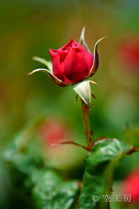 iʐ^ tHgJ[h  _   s@  i̎ʐ^ tHgOt@[ ʐ^uԂỏ ivyH[zySIESTAz