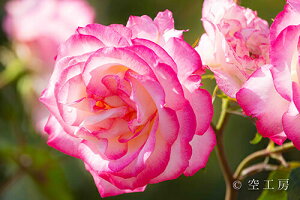 iʐ^ tHgJ[h  _   s@  i̎ʐ^ tHgOt@[ ʐ^ujRiNicolejvyH[zySIESTAz