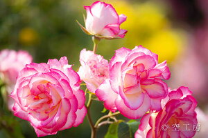 iʐ^ tHgJ[h  _   s@  i̎ʐ^ tHgOt@[ ʐ^ujRiNicolejvyH[zySIESTAz