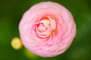 iʐ^ tHgJ[h  _   s@  i̎ʐ^ tHgOt@[ ʐ^uO{vyH[zySIESTAz