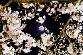 風景写真 フォトカード 空 雲 星 月 飛行機 花 風景空の写真家 フォトグラファー 写真栗林公園 ライトアップ「桜月夜」【空工房】【SIESTA】