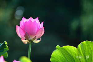 iʐ^ tHgJ[h  _   s@  i̎ʐ^ tHgOt@[ ʐ^u@̉ԁvyH[zySIESTAz