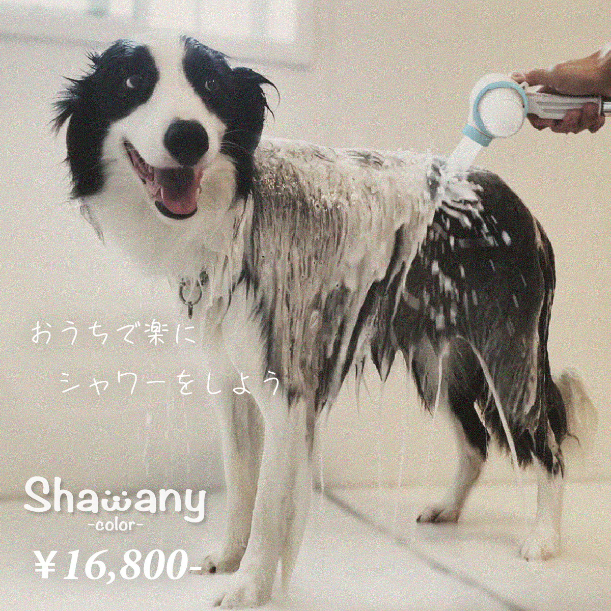 自宅でワンちゃんのシャワーが簡単にできるシャワーヘッド(Shawany Color) (シャワニー・カラー)