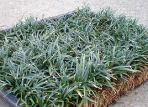 苗 タマリュウ マットの人気商品 通販 価格比較 価格 Com