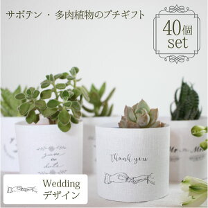 v`Mtg Ãv`Mtg 40 Zbgi2TCYE6cm|bgj A bsO Mtg  v[g  񎟉 EFfBO I CO l IV  i`