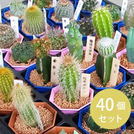 サボテン 苗 2寸 (6cmポット) 40個セット ノベルティ ギフト 記念品 景品 粗品　ケース ミニ プチギフト 開店祝い 寄せ植え 品種ミックス アソート おまかせ 大量 インテリア 観葉植物 ミニ苗　［H］
