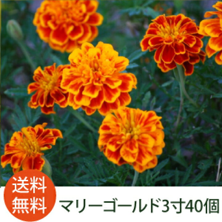 楽天市場 花苗 マリーゴールド カラーミックス 40個 セット 3寸 ケース販売 虫除け効果あり 夏の庭におすすめ コンパニオンプランツとしてもぴったり ソラニワ