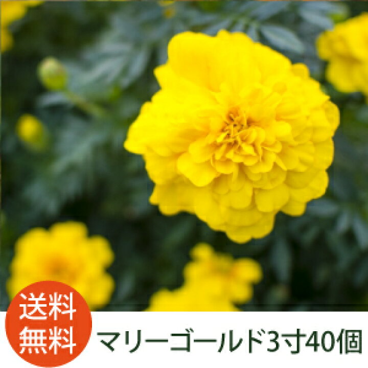 楽天市場 花苗 マリーゴールド カラーミックス 40個 セット 3寸 9cmポット ケース販売 虫除け効果あり 夏の庭におすすめ コンパニオンプランツとしてもぴったり まとめ買い 父の日 ギフト ソラニワ