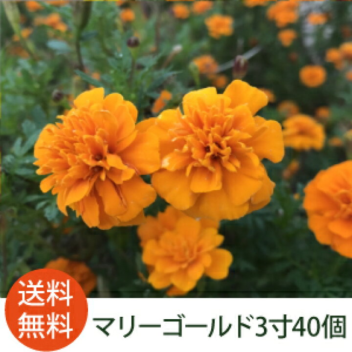 楽天市場 花苗 マリーゴールド カラーミックス 40個 セット 3寸 9cmポット ケース販売 虫除け効果あり 夏の庭におすすめ コンパニオンプランツとしてもぴったり まとめ買い 父の日 ギフト ソラニワ 楽天市場 花苗 マリーゴールド カラーミックス 40個 セット 3寸 9cmポット ケース販売 虫除け効果あり 夏の庭におすすめ コンパニオンプランツとしてもぴったり まとめ買い 父の日 ギフト ソラニワ