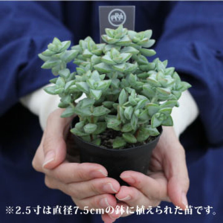 楽天市場 多肉植物 スタンダードコレクション 多肉 初心者向け 2 5寸 2号 7 5cmポット 苗 24個セット アソート ソラニワ