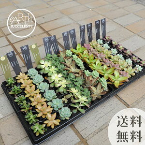 多肉植物 観葉植物の人気商品 通販 価格比較 価格 Com
