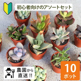 初心者の方にオススメ！農場直送！多肉植物 1寸 (1号 3cmポット)10個セット 多肉 ミニ 多肉 苗 寄せ植え 入門 寄植え 品種 アソート おまかせ お得 まとめ買い 寄植 大量 お買い得 おうち時間 キット ステイホーム ベランダ 親子 簡単 手作り ハンドメイド 初めて［G］