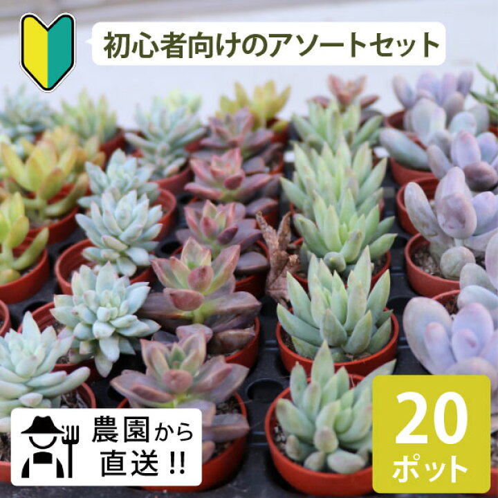 楽天市場 初心者の方にオススメ 農場直送 多肉植物 1寸 1号 3cmポット 個セット 多肉 ミニ 多肉 苗 寄せ植え 入門 寄植え 品種 アソート おまかせ お得 まとめ買い 寄植 大量 お買い得 おうち時間 キット ステイホーム ベランダ 親子 簡単 手作り ハンドメイド