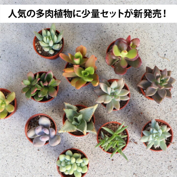 楽天市場】初心者の方にオススメ！農場直送！多肉植物 1寸 (1号 3cm 