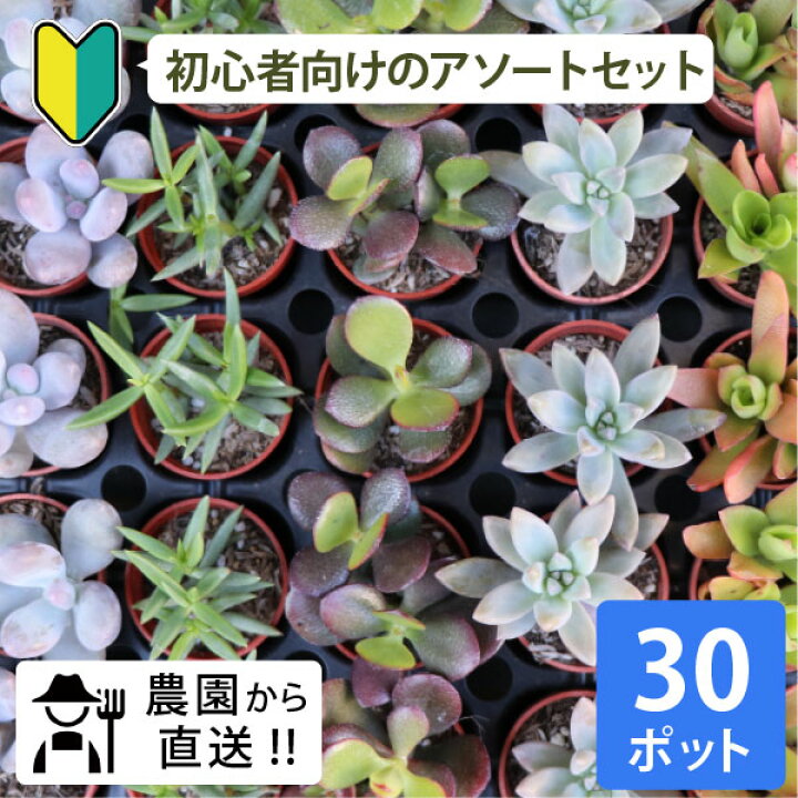 楽天市場 初心者の方にオススメ 農場直送 多肉植物 1寸 1号 3cmポット 30個セット 多肉 ミニ 多肉 苗 寄せ植え 入門 寄植え 品種 アソート おまかせ お得 まとめ買い 寄植 大量 お買い得 おうち時間 キット ステイホーム ベランダ 親子 簡単 手作り ハンドメイド