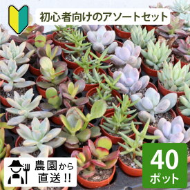 初心者の方にオススメ！農場直送！多肉植物 1寸 (1号 3cmポット)40個セット 多肉 ミニ 多肉 苗 寄せ植え 入門 寄植え 品種 アソート おまかせ お得 まとめ買い 寄植 大量 お買い得 おうち時間 キット ステイホーム ベランダ 親子 簡単 手作り ハンドメイド 初めて［G］