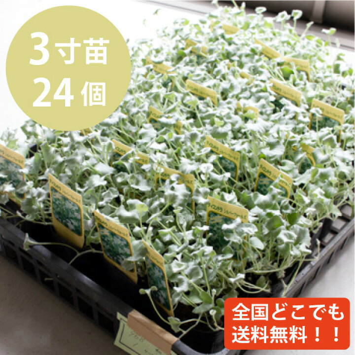 楽天市場】ダイカンドラ・シルバーフォールズ 銀葉 苗 24個 セット (3寸 3号 9cmポット) ディコンドラ アルゲンテア グランドカバー 下草 大量 市場直送 ケース販売 まとめ買い 外構 庭 エクステリア ガーデン セルフ おしゃれ シルバーリーフ 多年草 ほふく性 : ソラニワ 楽天市場】ダイカンドラ・シルバーフォールズ 銀葉 苗 24個 セット (3寸 3号 9cmポット) ディコンドラ アルゲンテア グランドカバー 下草 大量 市場直送 ケース販売 まとめ買い 外構 庭 エクステリア ガーデン セルフ おしゃれ シルバーリーフ 多年草 ほふく性 : ソラニワ