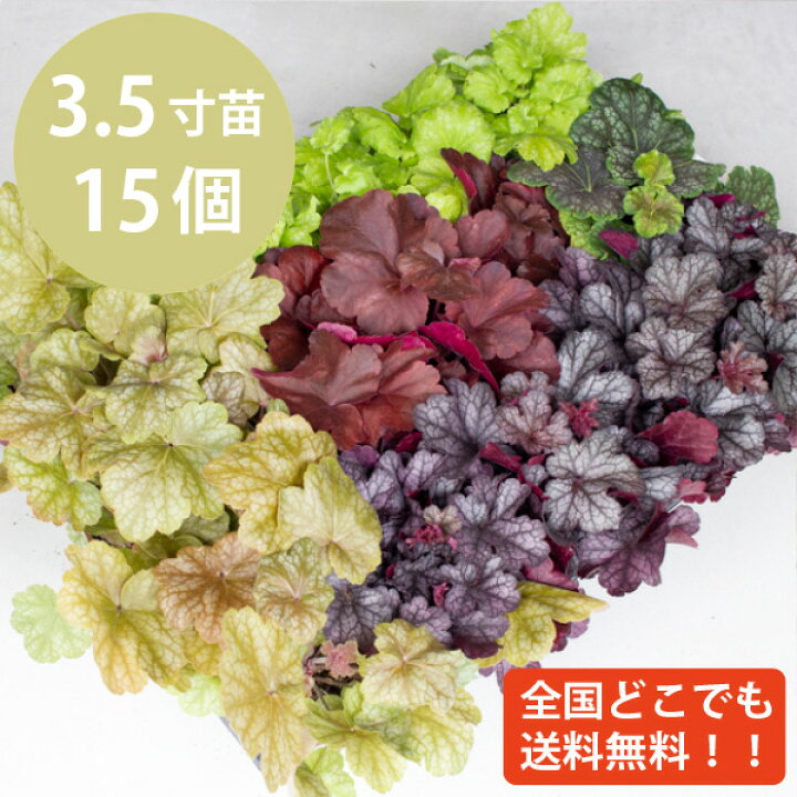 楽天市場 ヒューケラ ドルチェ 15個 セット グランドカバー 苗 3 5寸 3 5号 10 5cmポット 常緑 多年草 カラーミックス ケース販売 ガーデン セルフ おしゃれ 寄せ植え イングリッシュガーデン ソラニワ