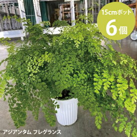 アジアンタム フラグランス 5号 6個セット ホウライシダ 観葉植物 シダ　繊細 全国どこでも送料無料 [H]