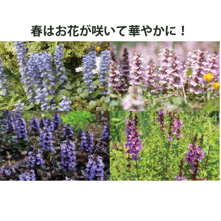 楽天市場 アジュガ 品種ミックス グランドカバー 苗 28個 セット 3寸 3号 9cmポット 常緑 多年草 シェードガーデン 日陰 イングリッシュガーデン ソラニワ 楽天市場 アジュガ 品種ミックス グランドカバー 苗 28個 セット 3寸 3号 9cmポット 常緑 多年草 シェードガーデン 日陰 イングリッシュガーデン ソラニワ