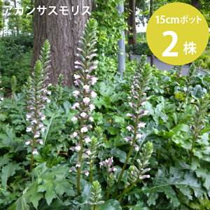 AJTXX 5 15cm|bg 2Zbg ϊ c nAU~ ΑN CObVK[f mTKn