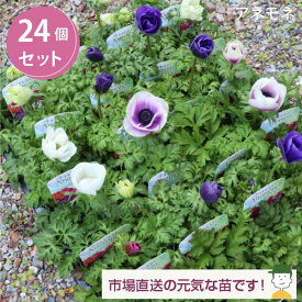 ［12/23より発送開始］ アネモネ 冬咲品種 花苗 24個 セット(3.5寸 3.5号 10.5cmポット) 耐寒性抜群！ カラーミックス ケース販売　お洒落な冬の花壇　鉢植え　おしゃれ 送料無料 花壇 庭 冬植え カラフル 市場直送 学校 幼稚園 保育園 公園 切り花 大量 [H]