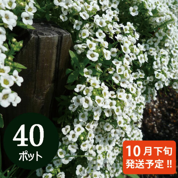 楽天市場 10 25より発送開始予定 アリッサム 花苗 ホワイト 40個 セット 3寸 3号 9cmポット ケース販売 可憐な白い花 ガーデン 冬の花壇 常緑 耐寒 40株 市場直送 まとめ買い お得 寄せ植え 鉢植え ハンギング 白色 冬一年草 春の花 プランター 大量 ソラニワ