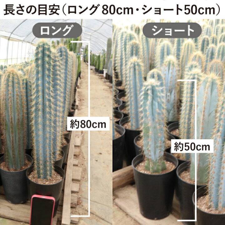 楽天市場】柱サボテン アズレウス ショートタイプ（鉢下から50cm） 5号 