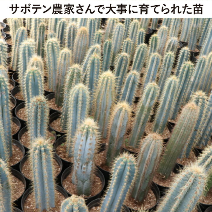 楽天市場】柱サボテン アズレウス ショートタイプ（鉢下から50cm） 5号 