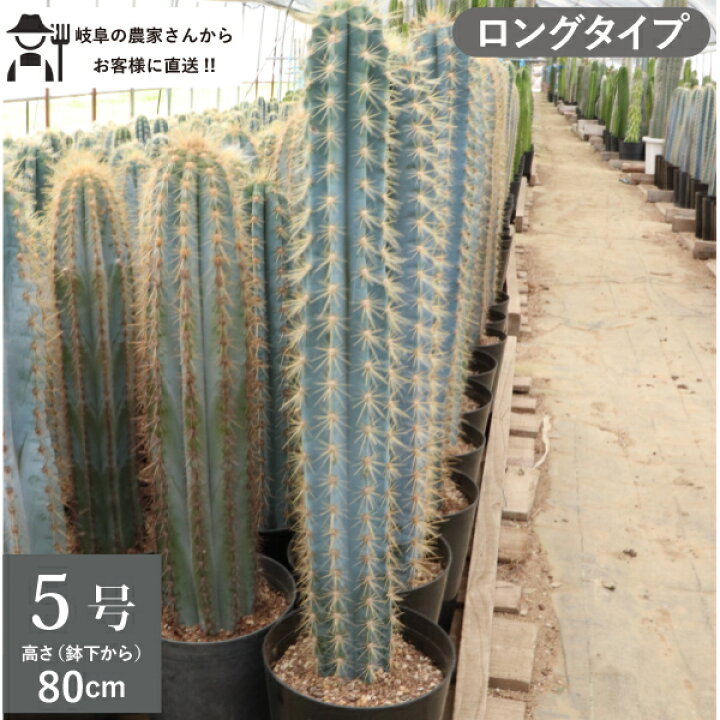 楽天市場】柱サボテン アズレウス ロングタイプ（鉢下から80cm） 5号鉢 