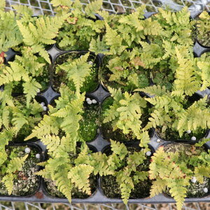 xjV_ gV_ gr c 10`40 Zbg (3 9cm|bg) A VF[hK[f [eiX OhJo[ k ϊ N  O\   Av[`GNXeAK