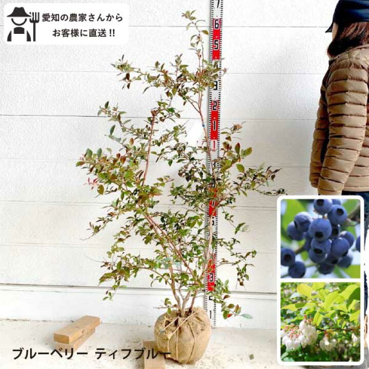 ブルーベリーの木 約1.5メートル 開花中（ブルーベリーの剪定について 