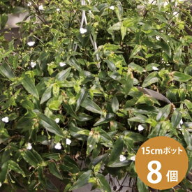 ブライダルベール 観葉植物 苗 8個セット (5号 15cmポット)ロマンチック かわいい ハンギング [H]