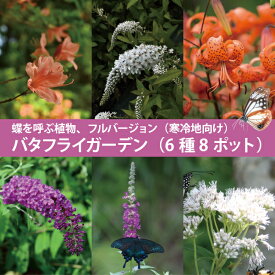 蝶を呼ぶ 北国のバタフライガーデン 寒冷地向け 苗 セット 6種8ポット 北海道 東北 寒冷地 フジバカマ ブッドレア ヒヨドリバナ バタフライブッシュ アサギマダラ アゲハ 多年草 宿根草 [TK]
