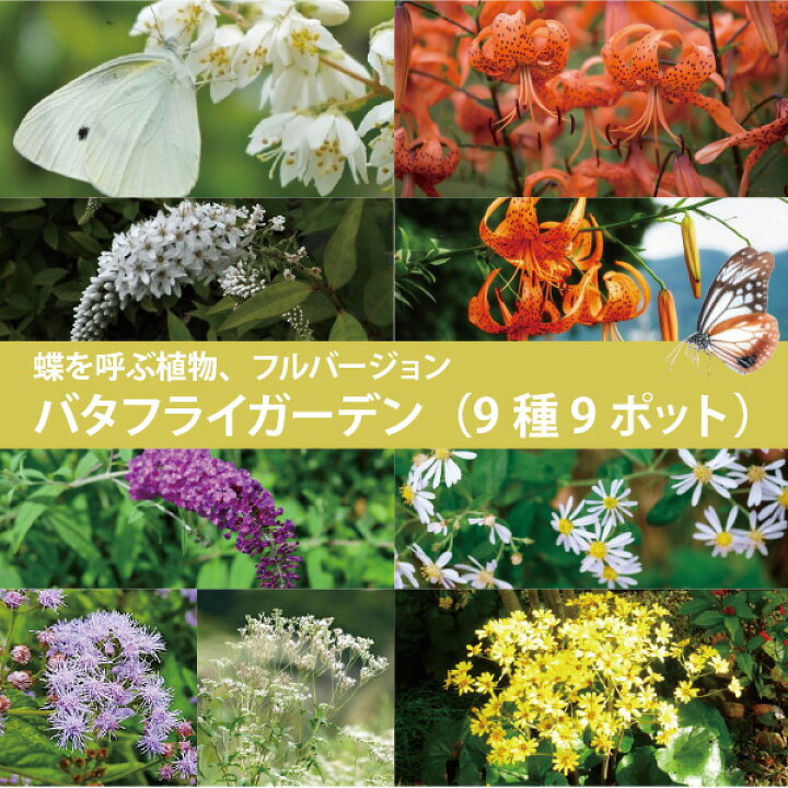 楽天市場】蝶を呼ぶ バタフライガーデン 9種9ポット 苗 フルセット  