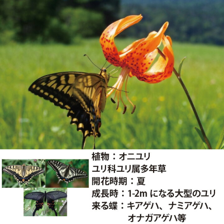 楽天市場】蝶を呼ぶ バタフライガーデン 9種9ポット 苗 フルセット  